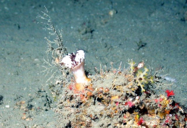 Solitary cup coral on small outcrop Picture