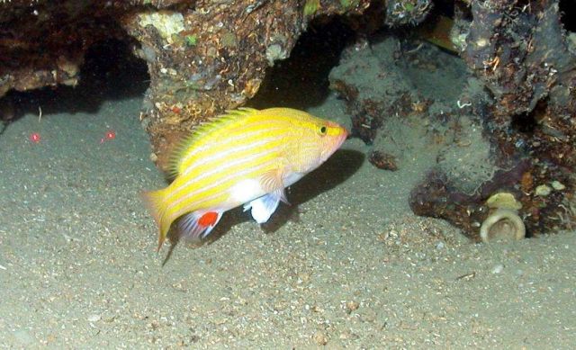 Yellow-striped fish with red spot on anal fin -Spanish flag (Gonioplectrus hispanus) Picture