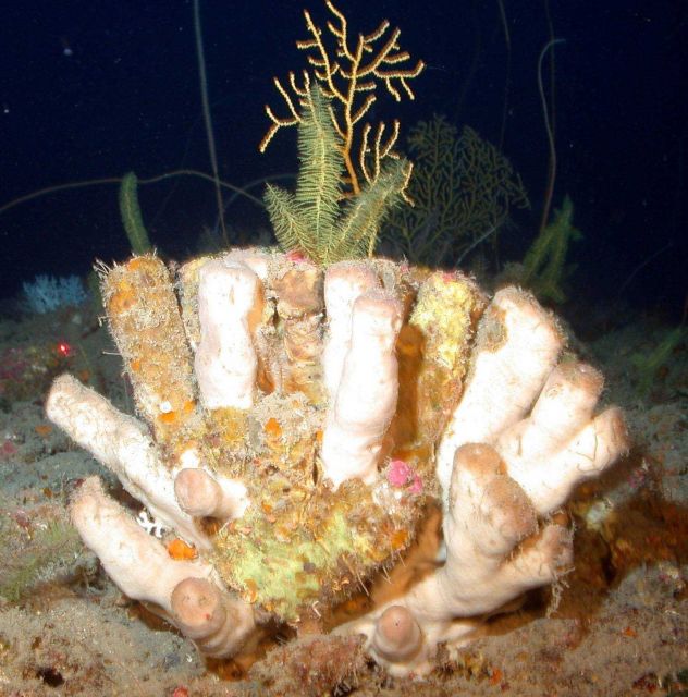 Sponges? Picture
