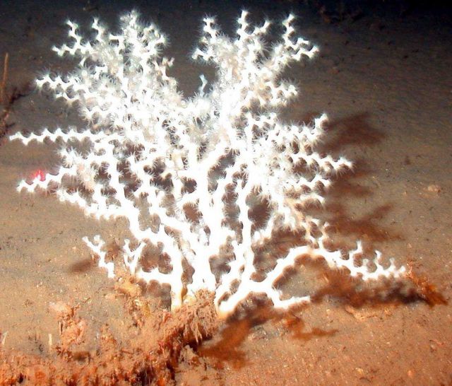 Zigzag coral (Madrepora oculata) Picture