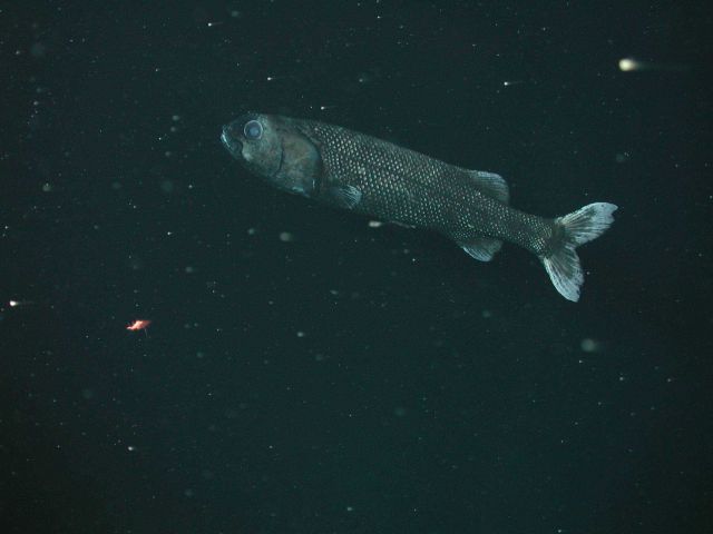 California slickhead (Alepocephalus tenebrosus) at 1551 meters depth. Picture