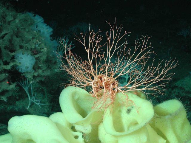 Yellow Picasso sponge (Staurocalyptus sp.) Picture