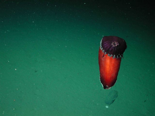 A red flat Spanish dancer sea cucumber (Benthodytes sp.) is hovering at 2789 meters water depth. Picture