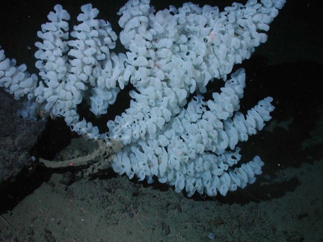 Stalked white ruffled sponge at 2564 meters water depth. Picture