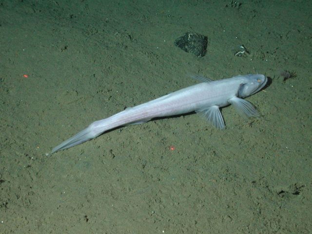Bathysaur or highfin lizardfish (Bathysaurus mollis) at 1793 meters water depth. Picture
