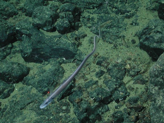 Halosaur (Aldrovandia sp.) at 1736 meters water depth. Picture