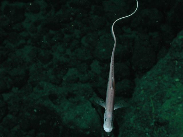 Halosaur (Aldrovandia sp.) at 1736 meters water depth. Picture