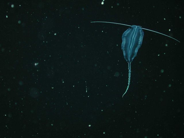 Tomopterid worm (Family Tomopteridae) swimming above Davidson Seamount at 389 meters water depth. Picture