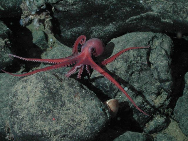 Benthic octopus (Benthoctopus sp.) and clam (Acesta mori) at 1461 meters water depth. Picture