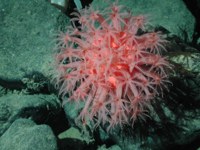 Mushroom coral Picture