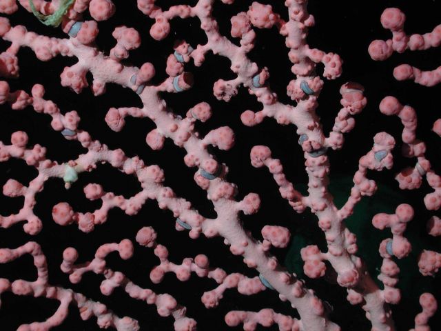 Bubblegum coral (Paragorgia arborea) at 1257 meters water depth. Picture