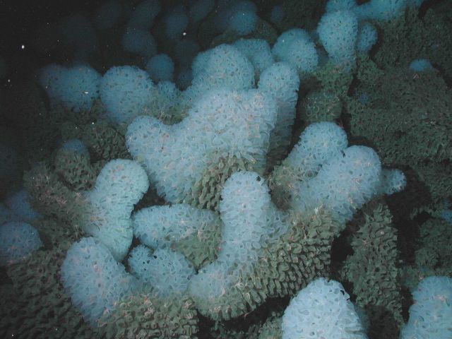 White ruffle sponge(Ferrea sp.) blanketed large areas at or near the crest of the seamount; here at 1400 meters water depth. Picture