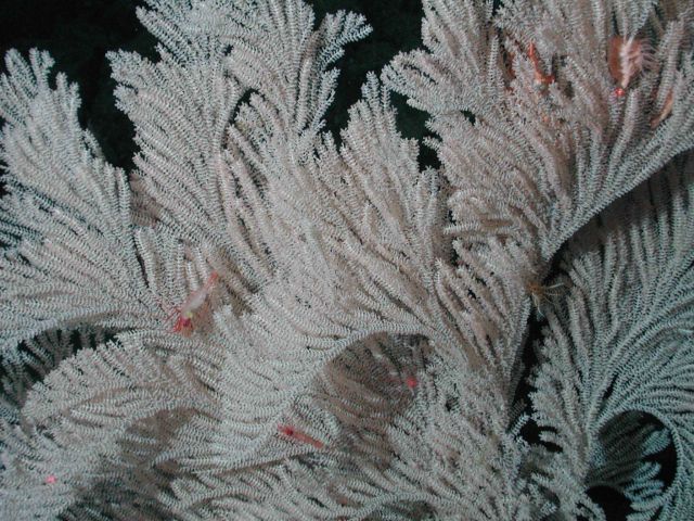 Close-up of big white coral (Family Primnoidae) and shrimp at 1570 meters water depth. Picture