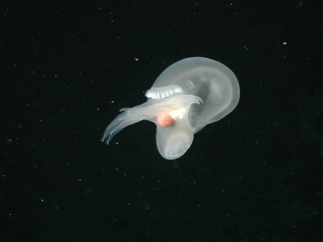 Mollusk (Order Nudibranchia) swimming on the flank of Davidson Seamount at 1498 meters water depth. Picture
