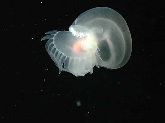 Mollusk (Order Nudibranchia) swimming on the flank of Davidson Seamount at 1498 meters water depth. Picture