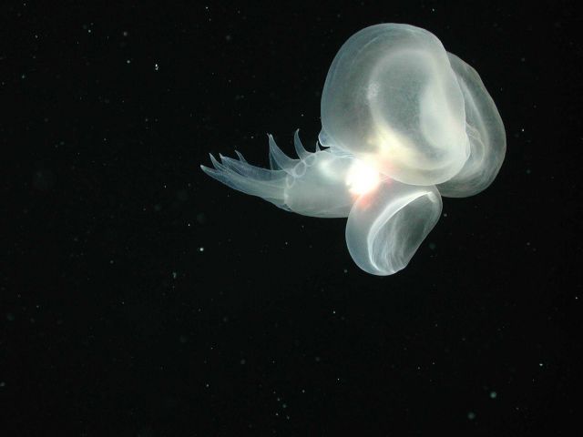Mollusk (Order Nudibranchia) swimming on the flank of Davidson Seamount at 1498 meters water depth. Picture