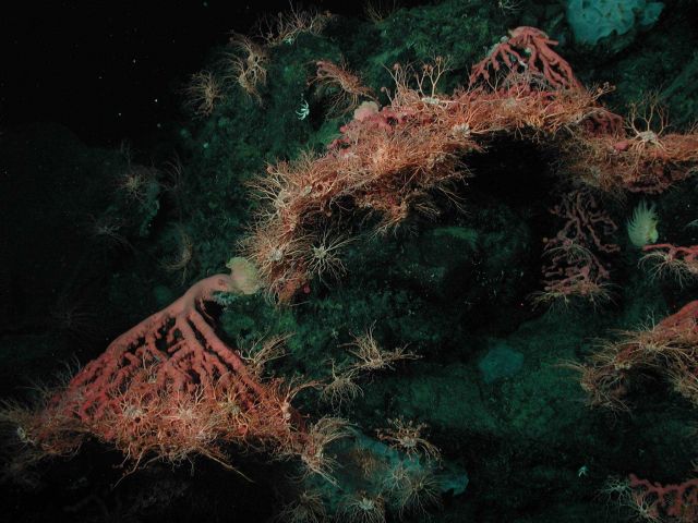 Bubblegum coral (Paragorgia arborea) with numerous basket starfish. Picture