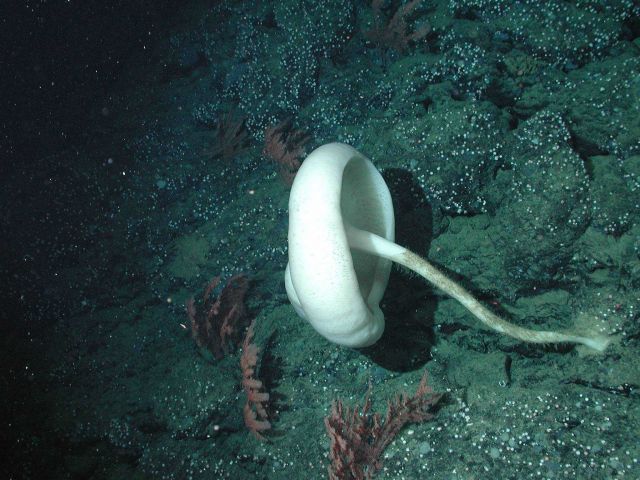 White mushroom sponge (Caulophacus sp.) Picture