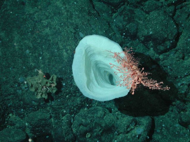 Bubblegum coral (Paragorgia arborea) growing next to a white trumpet sponge. Picture