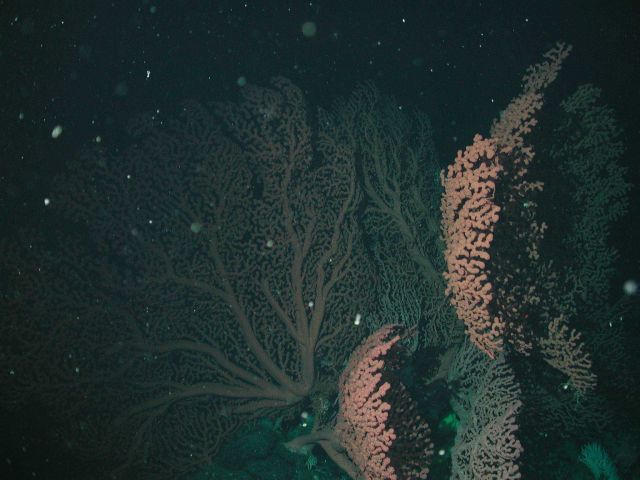 Bubblegum coral (Paragorgia arborea). Picture