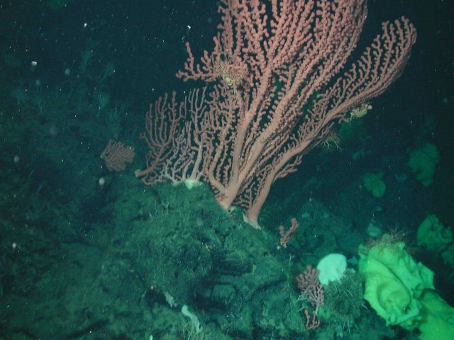 Bubblegum coral (Paragorgia arborea). Picture
