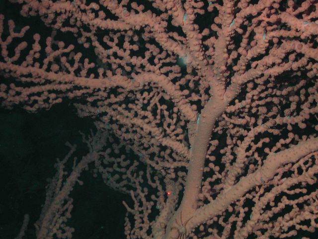 Bubblegum coral (Paragorgia arborea). Picture