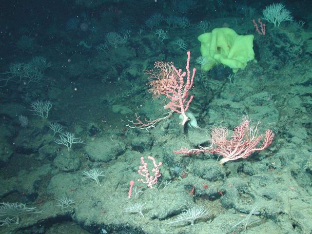 Bubblegum coral, yellow picasso sponge, and basket stars Picture