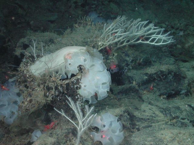 White ruffle sponge and white coral Picture