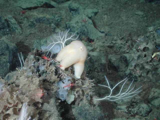 A white starfish, white coral, and white ruffle sponge Picture