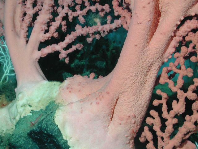 Bubblegum coral (Paragorgia arborea). Picture