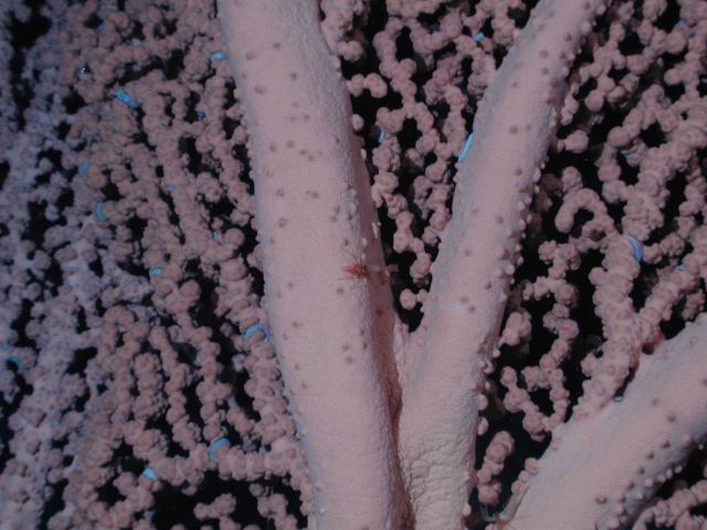 Bubblegum coral (Paragorgia arborea). Picture
