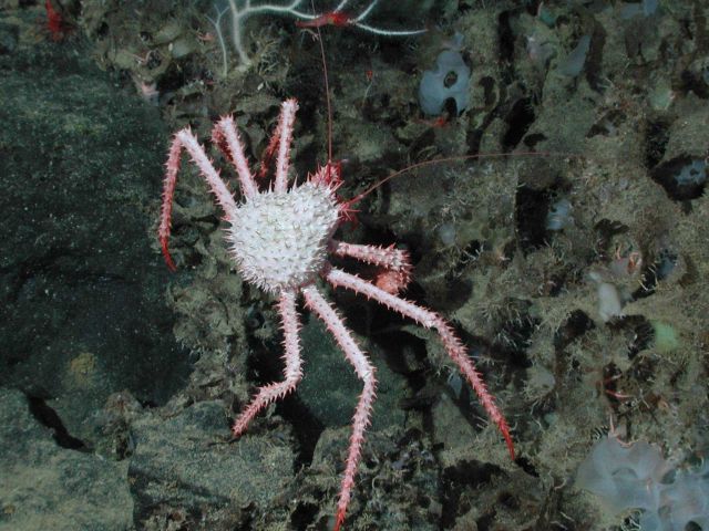A very prickly crab Picture