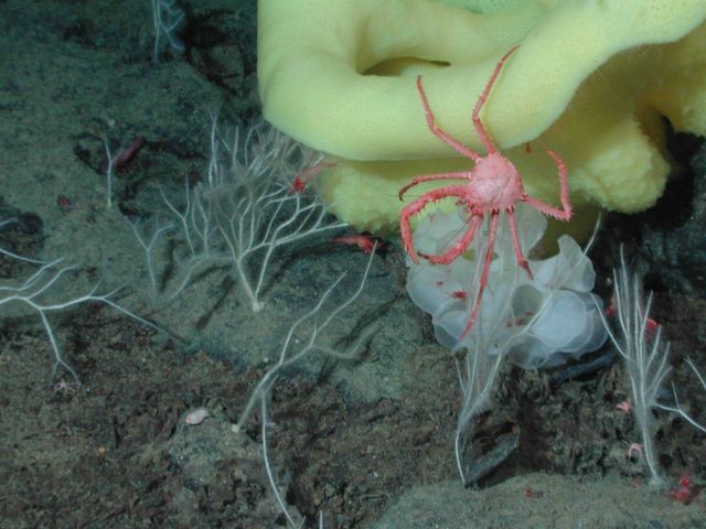 Red vermillion crab (Paralomis verrilli) dangling off a yellow picasso sponge (Staurocalyptus sp.); amidst a white ruffle sponge (Farrea sp.); white b Picture