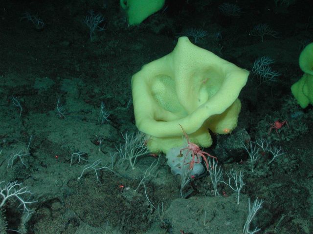 Red vermillion crab (Paralomis verrilli) dangling off a yellow picasso sponge (Staurocalyptus sp.); amidst a white ruffle sponge (Farrea sp.); white b Picture