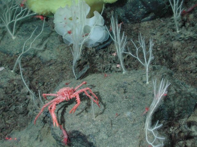 Red vermillion crab (Paralomis verrilli) at 1360 meters water depth. Picture