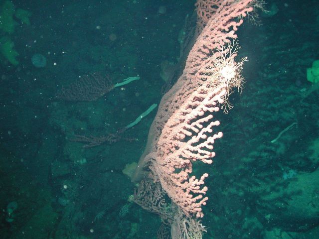 Bubblegum coral (Paragorgia arborea). Picture
