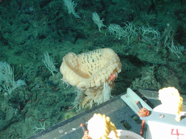 Yellow goiter sponge (Heterochone calyx) surrounded by white-branched sponges (Asbestopluma sp.) at 1311 meters water depth. Picture