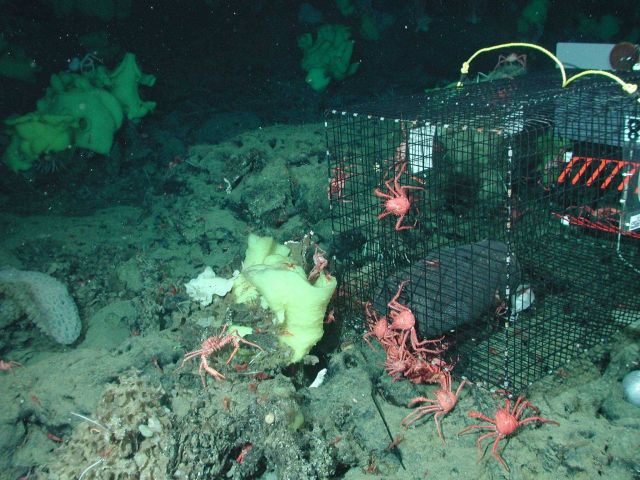 Red crabs attempting to get to bait in fish trap Picture
