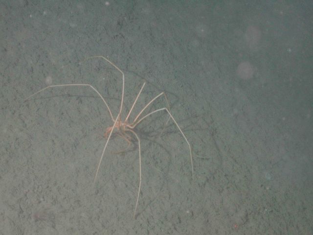 Sea spiders (pycnogonids) were found on the slope and base habitats of Davidson Seamount Picture