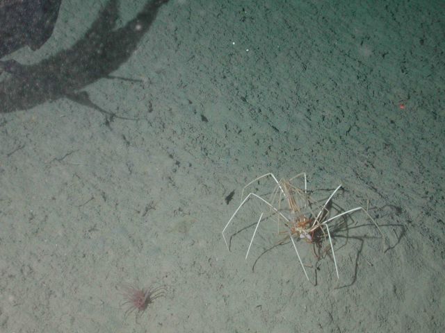 Sea spiders (pycnogonids) were found on the slope and base habitats of Davidson Seamount Picture
