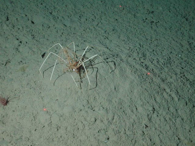 Sea spiders (pycnogonids) were found on the slope and base habitats of Davidson Seamount Picture