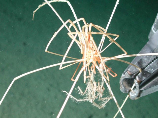 Sea spider grabbed by sampler arm of ROV Picture