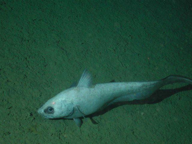 Ghostly grenadier (Coryphaenoides leptolepis) at 3158 meters water depth. Picture