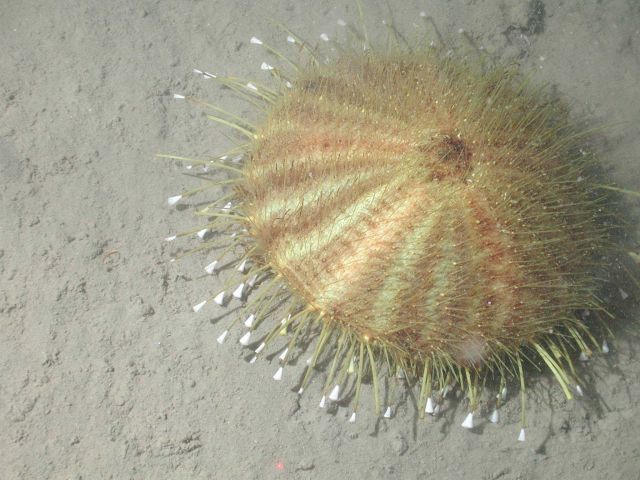 Gold sea urchin (Tromikosoma sp.) at 2932 meters water depth. Picture