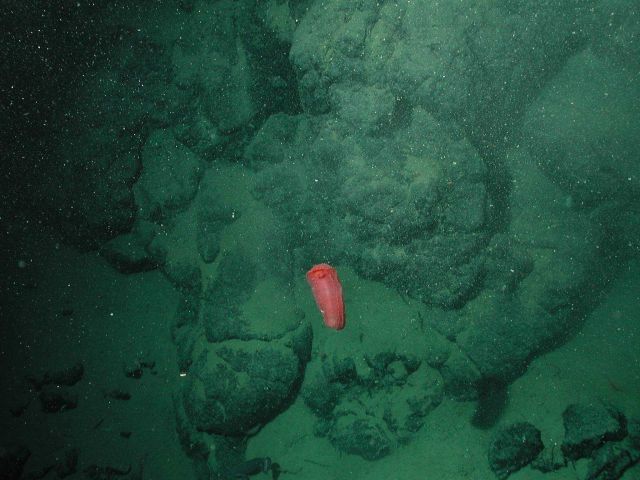 Spanish dancer nudibranch Picture