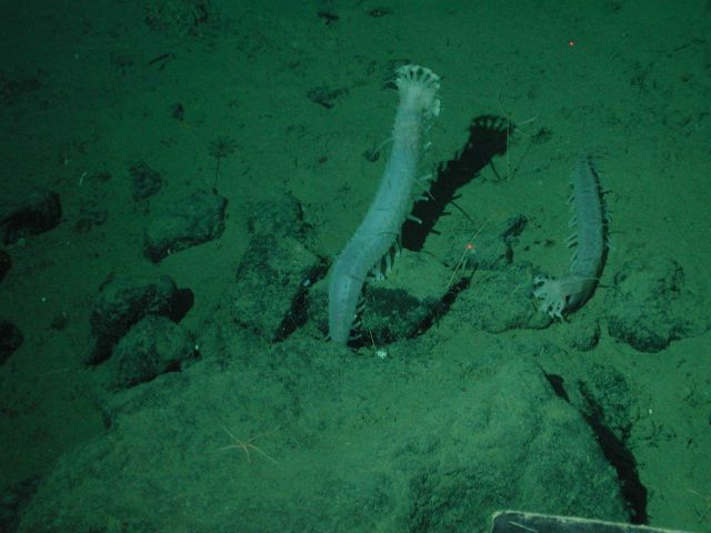 Sea cucumbers (Laetmogone violacea) at 2612 meters water depth. Picture