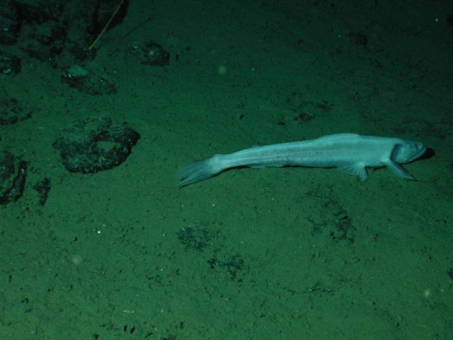 Bathysaur or highfin lizardfish (Bathysaurus mollis) at 2375 meters depth. Picture