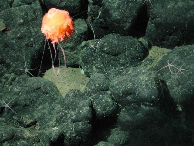 Benthic siphonophore (Dromalia alexandri) at 1850 meters water depth. Picture