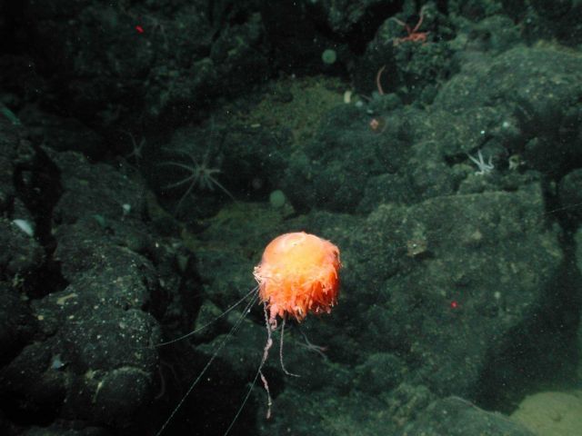 Benthic siphonophore (Dromalia alexandri) at 1850 meters water depth. Picture