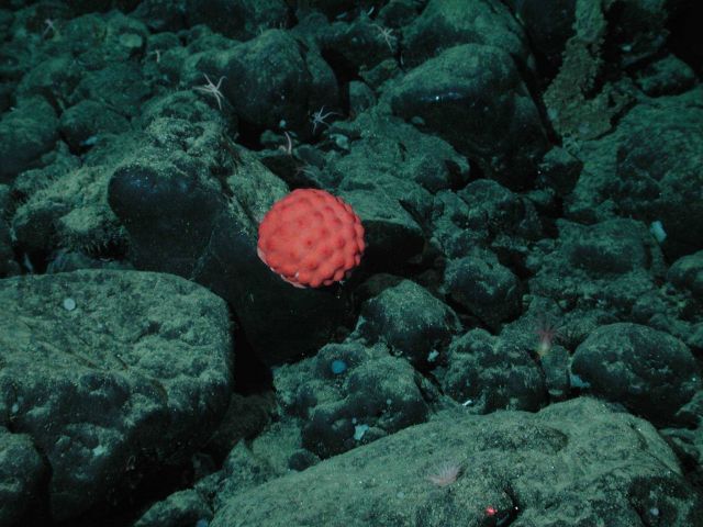 This is not a red golf ball Picture